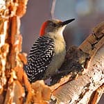 Red-bellied Woodpecker In Massachusetts