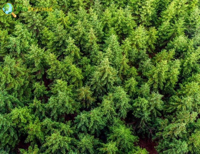 Conifers Bring Variations In Air Pollution