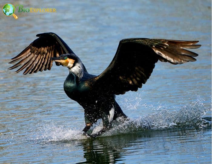 Stunning pic shows Chinese fisherman using cormorant seabirds to