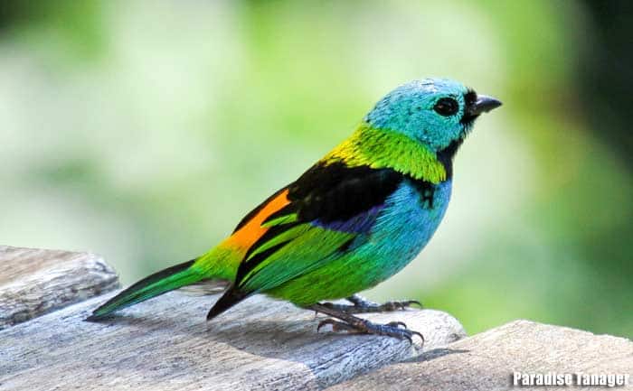 Beautiful Bird  Beautiful birds, Color, Bird
