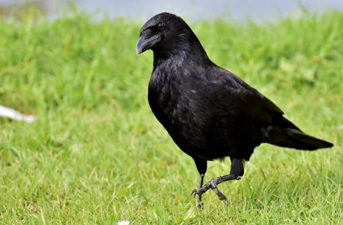 Ravens can mimic human speech