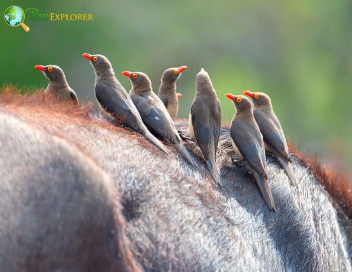 Red Billed Oxpeckers Cooperative0breeders