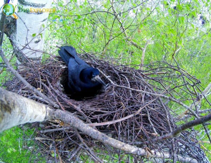 Rooks breed on local grounds
