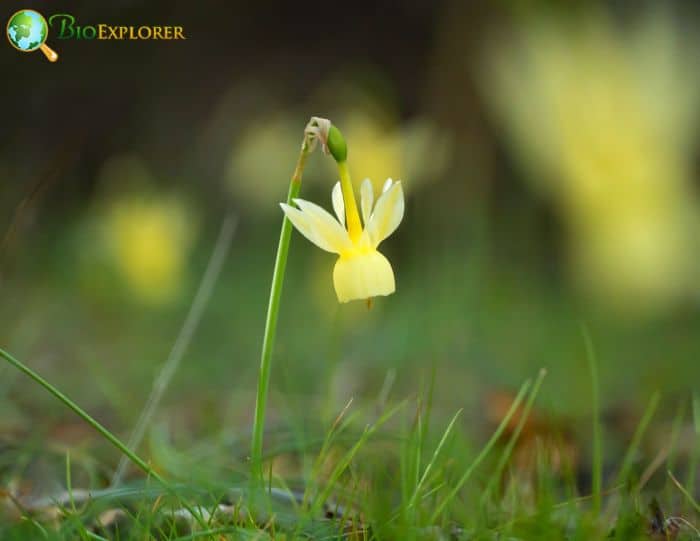 Triandrus Daffodil