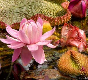 pink rainforest flowers