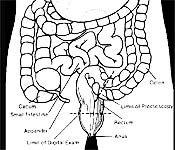 appendix