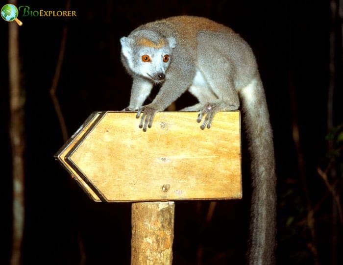 Crowned Lemur Social Structure and Behaviors