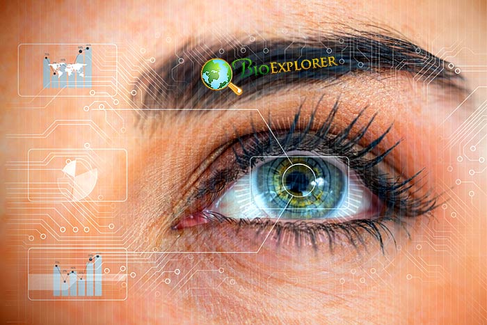 Human Eye Development