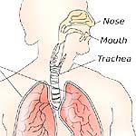 respiratory system fun fact food pipe