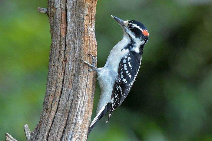 What Do White Woodpeckers Eat