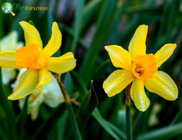 Cyclamineus Daffodil