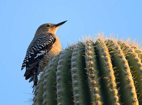 Desert Birds & Adaptations | Types of Desert Birds | BioExplorer