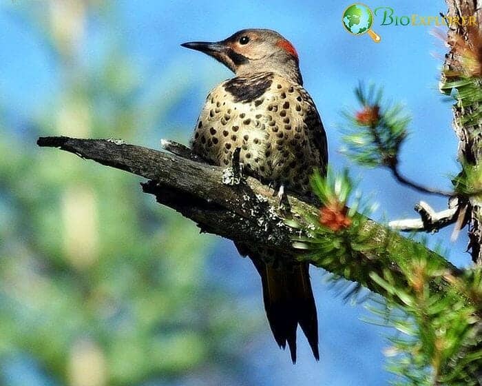 Northern Flicker (Birds Of Oregon)