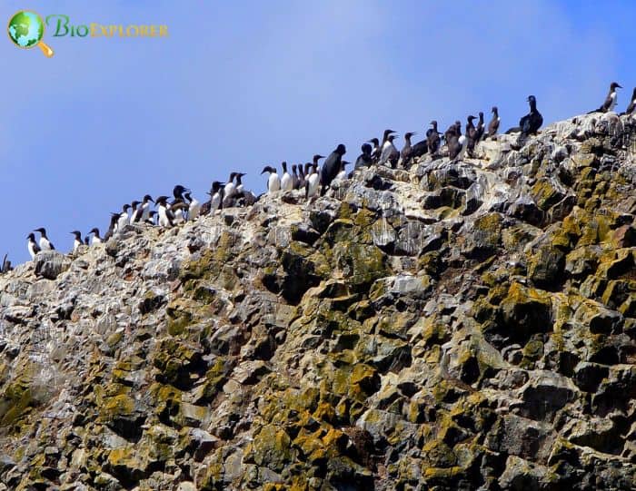 Pelagic Cormorants Use Guano