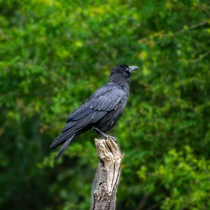 Ravens do possess special memory