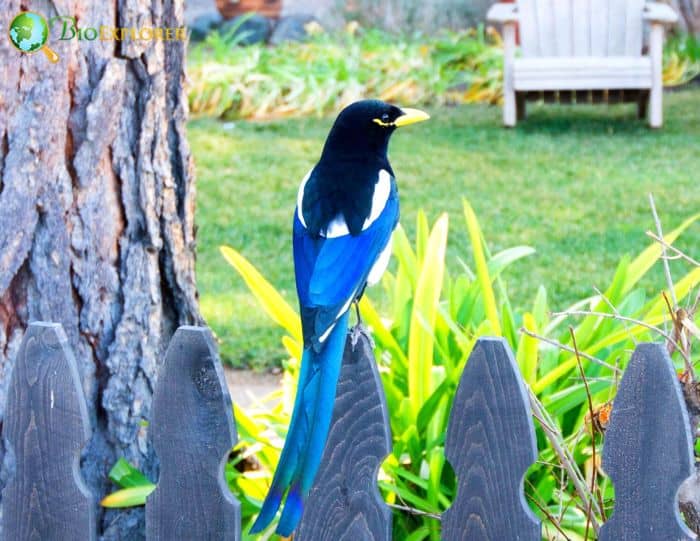 Yellow Billed Magpie Fun Facts