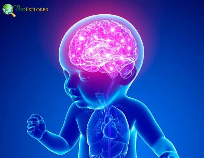 6 Baby Brain Development