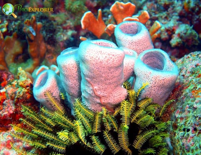 Corals and Sponges