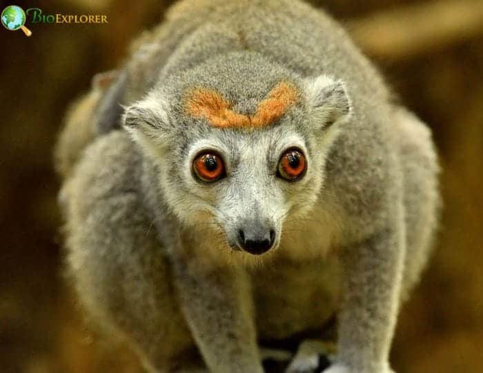 Crowned Lemur Scent Marking and Communication