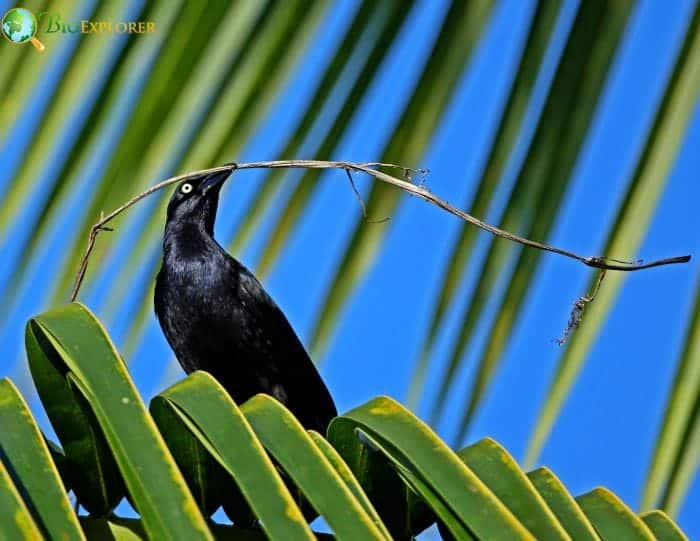 Greater Antillean Grackle Behavior and Social Structure