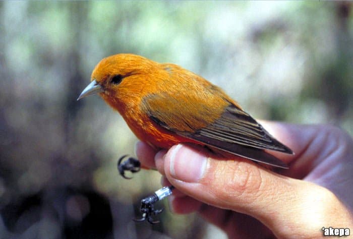 Hawaiian Birds | Native Birds of Hawaii | BioExplorer.Net