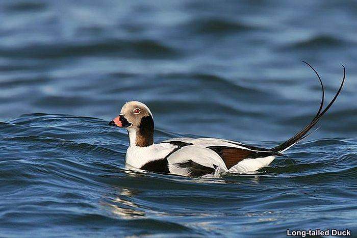 Long-Tailed Duck