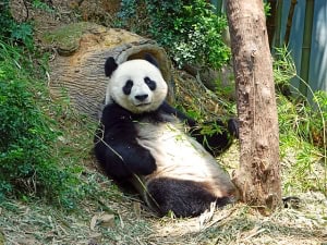 panda digestion