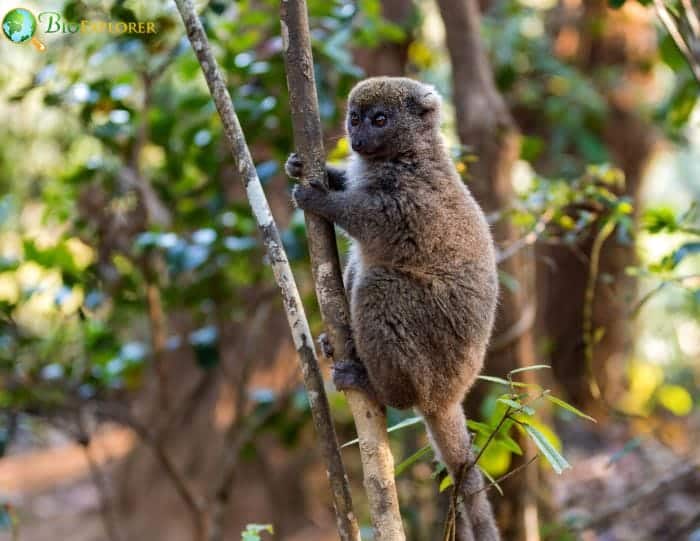 What Eats Eastern Lesser Bamboo Lemurs