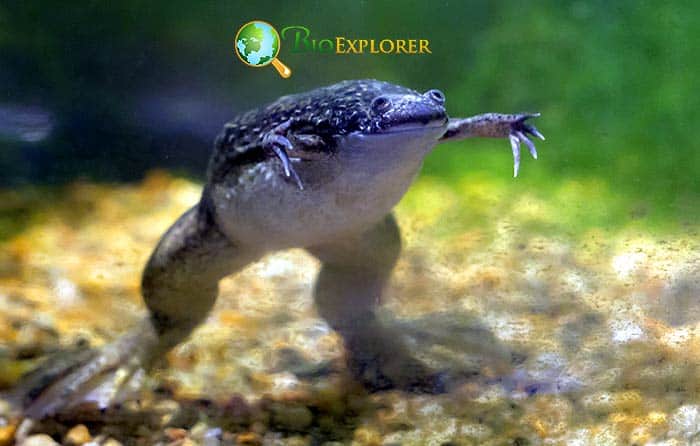 Xenopus Frog (African Clawed Frog)