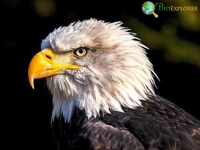 Bald Eagle (Massachusetts Bird)