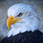 Bald Eagle In Massachusetts