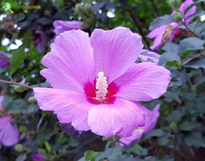 Rose Of Sharon (Hibiscus Paramutabilis)