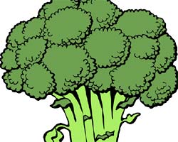 Cruciferous Vegetable (Broccoli)