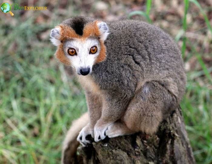 Crowned Lemur Reproduction and Breeding