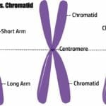 Difference between Chromosome and Chromatid