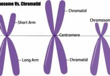 Difference between Chromosome and Chromatid