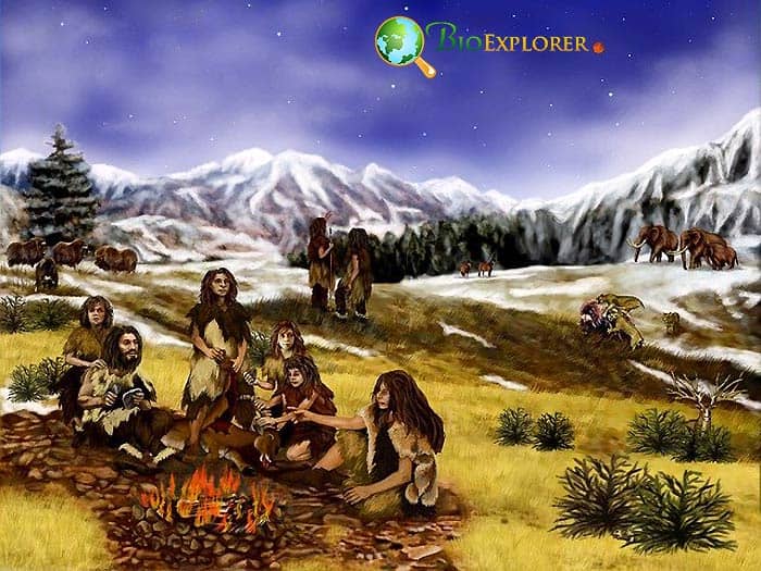 Humans Neanderthals Coexisted