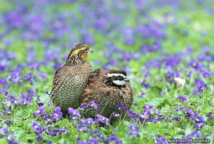 Northern Bobwhite