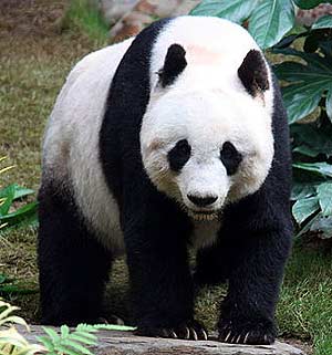 panda loner
