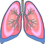 respiratory system fun fact lung size
