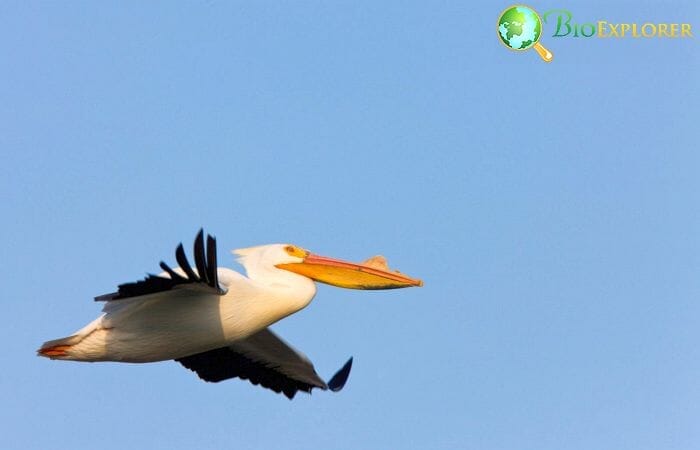 American Pelican In Flight In Oregon