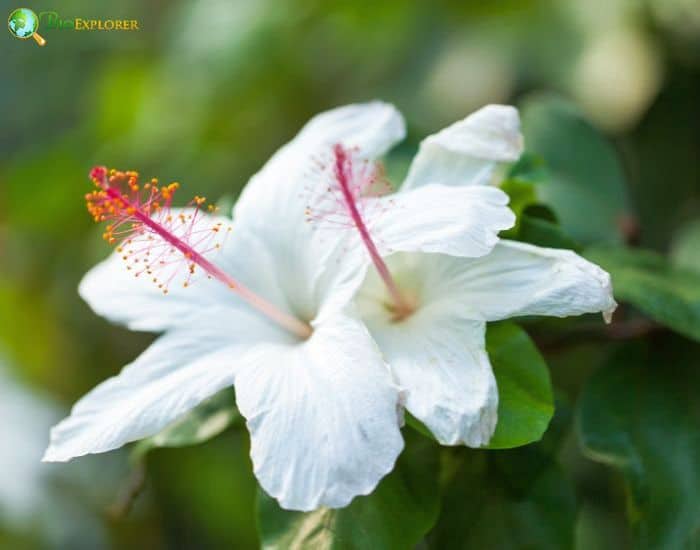 Hawaiian White Hibiscus( Hibiscus Arnottianus)