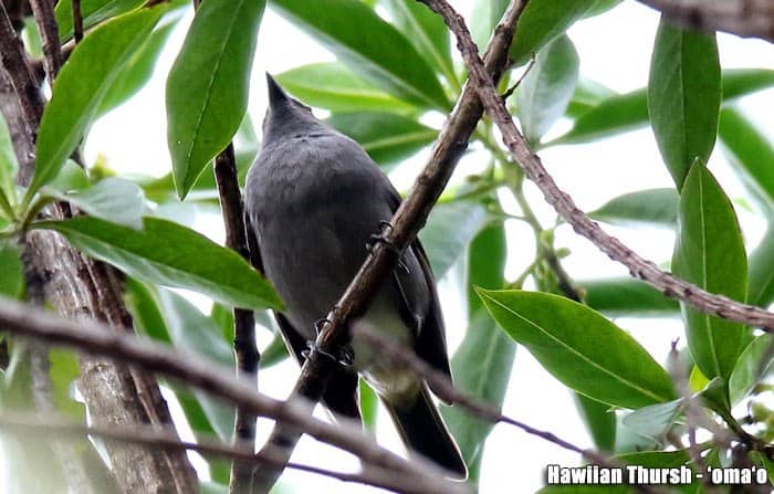 Hawaiian Birds | Native Birds of Hawaii | BioExplorer