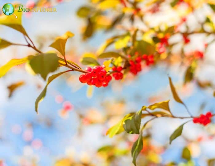 Possumhaw (Ilex Decidua)