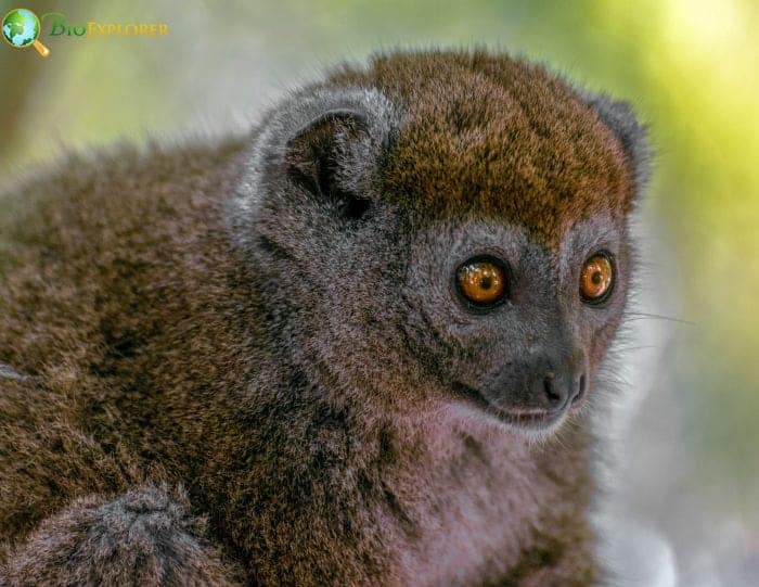 Importance Of The Eastern Lesser Bamboo Lemur
