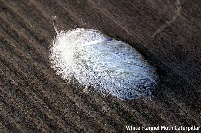 white flannel moth caterpillar