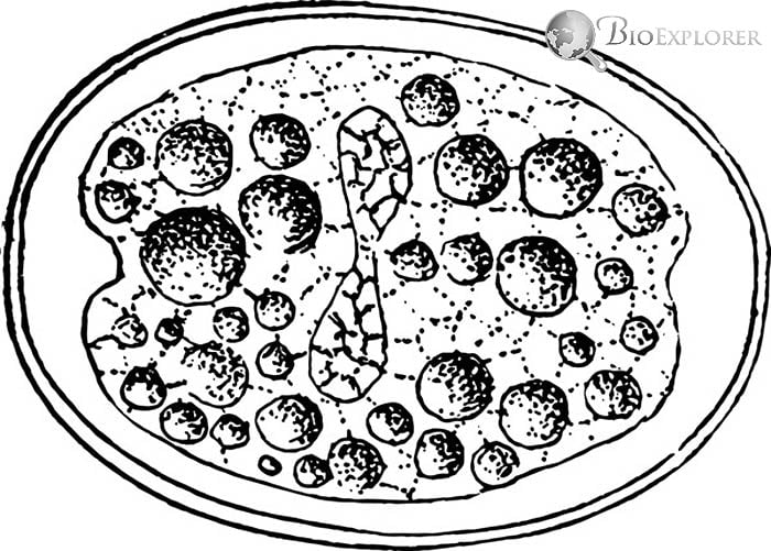 Zygote Cell Division