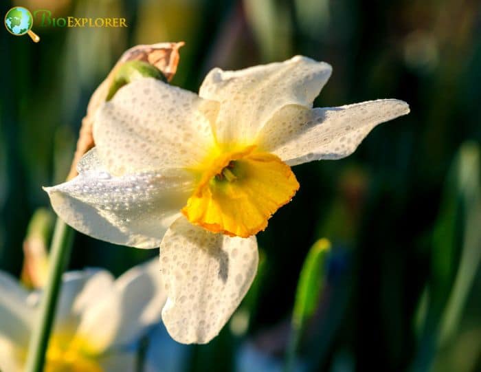 Poeticus Daffodil