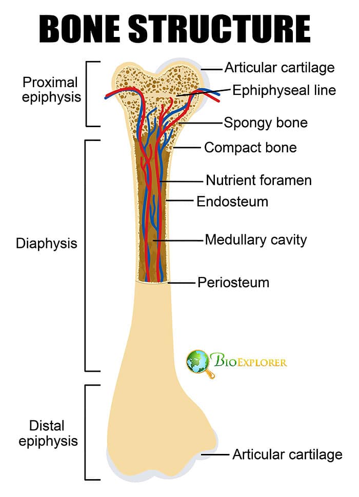 Bone Structure