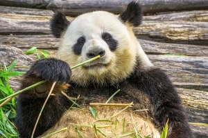  Panda pseudo thumb